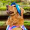 Show in main carousel: Canada Pooch Chill Seeker Cooling Dog Hat, Small slide 5 of 7