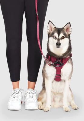 Show full view: Canada Pooch Complete Control Dog Harness, Plum, Large slide 6 of 9