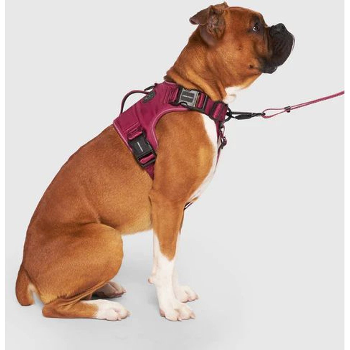 Canada Pooch Complete Control Dog Harness, Plum, Medium