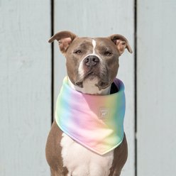 Canada Pooch Cooling Dog Bandana, Rainbow, Small slide 2 of 3