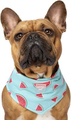 Show full view: Canada Pooch Cooling Dog Bandana, Watermelon, Medium slide 2 of 3