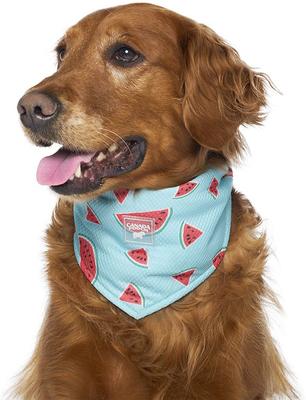Show full view: Canada Pooch Cooling Dog Bandana, Watermelon, Small slide 3 of 3