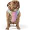 Show in main carousel: Canada Pooch Cooling Dog Vest, Rainbow, 22 slide 4 of 9