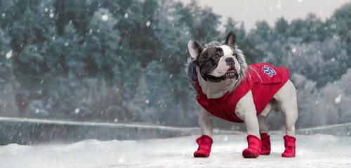 Show full view: Canada Pooch Everest Explorer Premium Faux Down Insulated Dog Jacket, Red Reflective, 8 slide 6 of 9