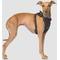 Show in main carousel: Canada Pooch Everything Dog Harness, Black, Medium slide 2 of 7
