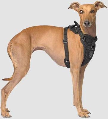 Show full view: Canada Pooch Everything Dog Harness, Black, Medium slide 2 of 7