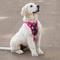 Show in main carousel: Canada Pooch Everything Dog Harness, Floral, Medium slide 4 of 6