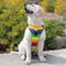 Show in main carousel: Canada Pooch Everything Dog Harness, Rainbow, Medium slide 5 of 7