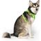 Show in main carousel: Canada Pooch Everything No Pull Dog Harness, Neon Green, X-Large slide 3 of 5