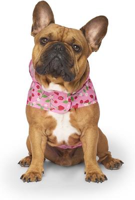 Show full view: Canada Pooch Pick Me Dog Poncho, Strawberries, 28 slide 2 of 7