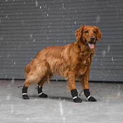 Canada Pooch Soft Shield Dog Boots, Black, 4-in slide 2 of 5