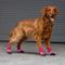 Show in main carousel: Canada Pooch Soft Shield Dog Boots, Pink Reflective, 1 slide 5 of 7