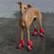 Show in main carousel: Canada Pooch Soft Shield Dog Boots, Red Reflective, 1 slide 5 of 7