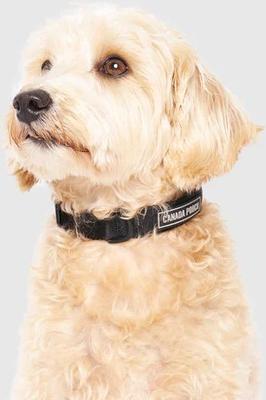 Show full view: Canada Pooch Utility Dog Collar, Black Camo, Medium slide 3 of 6