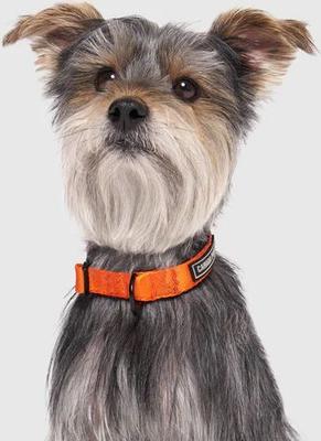 Show full view: Canada Pooch Utility Dog Collar, Orange Camo, Medium slide 3 of 6