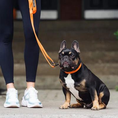 Show full view: Canada Pooch Utility Dog Collar, Orange Camo, Medium slide 5 of 6