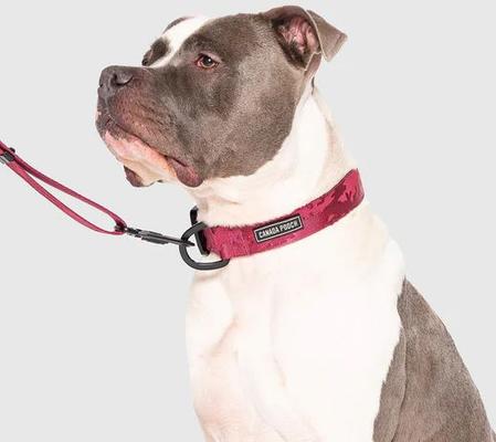 Show full view: Canada Pooch Utility Dog Collar, Plum Camo, Large slide 2 of 6