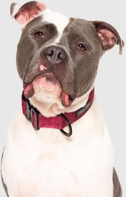 Show full view: Canada Pooch Utility Dog Collar, Plum Camo, Small slide 3 of 6