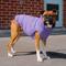 Show in main carousel: Canada Pooch Waterproof Dog Puffer, Violet, 28-in slide 5 of 6
