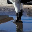 Show in main carousel: Canada Pooch Waterproof Dog Rain Boots, Black, size 2 slide 5 of 7