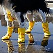Show in main carousel: Canada Pooch Waterproof Rain Dog Boots, Yellow, 3 slide 5 of 7