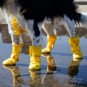 Canada Pooch Waterproof Rain Dog Boots, Yellow, 3