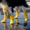 Show in main carousel: Canada Pooch Waterproof Rain Dog Boots, Yellow, 4 slide 5 of 7