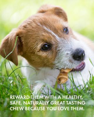 Show full view: Canine Naturals Hide Free Chicken Recipe Mini Knot Dog Chew Treat, 12 count slide 10 of 12