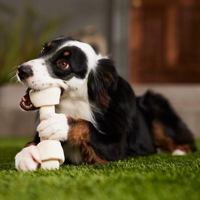 Show full view: Canine's Choice DogLicious 10 - 11" Natural Bone Rawhide Dog Treat slide 5 of 6