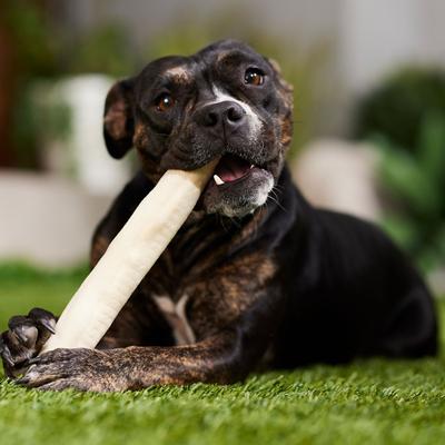 Show full view: Canine's Choice DogLicious 10" Retriever Roll Rawhide Dog Treat slide 5 of 6