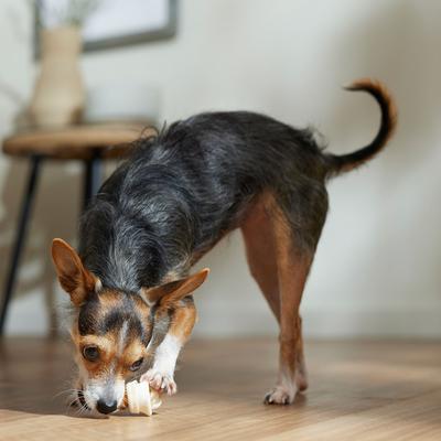 Show full view: Canine's Choice DogLicious 2-3" Chicken Wrapped Rawhide Mini-Bones Dog Treats, 6 count slide 5 of 6