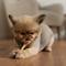 Show in main carousel: Canine's Choice DogLicious 3" Munchy Stick Chicken Dumbbells Rawhide Dog Treats slide 5 of 6