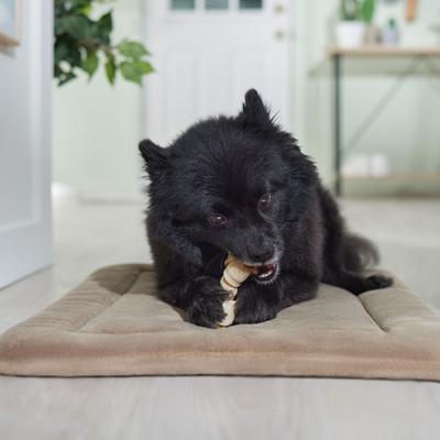 Show full view: Canine's Choice DogLicious 4-5" Bone Dog Treat slide 5 of 5