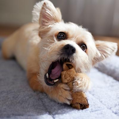 Show full view: Canine's Choice DogLicious 4" Beef Flavor Bones Dog Treats, 5 count slide 5 of 6