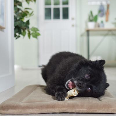 Show full view: Canine's Choice DogLicious 4" Natural Bones Dog Treats, 8 count slide 5 of 6