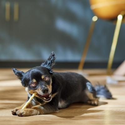 Show full view: Canine's Choice DogLicious 5" Chicken Basted Twist Sticks Dog Treats, 20 count slide 5 of 6