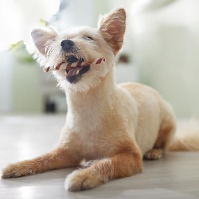 Show full view: Canine's Choice DogLicious 5" Chicken & Pork Wrapped Rawhide Twists Dog Treats, 6 count slide 5 of 6