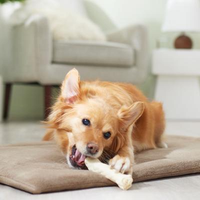 Show full view: Canine's Choice DogLicious 5" Rawhide Curls Dog Treats, 3 count slide 5 of 6