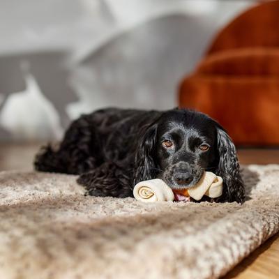 Show full view: Canine's Choice DogLicious 6 - 7" Chicken Wrapped Bone Rawhide Dog Treat slide 5 of 6