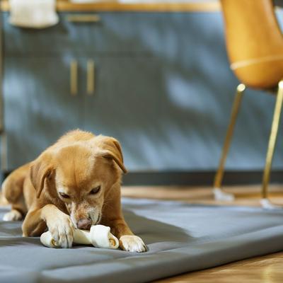 Show full view: Canine's Choice DogLicious 6 - 7" Natural Bones Dog Treats, 5 count slide 5 of 6