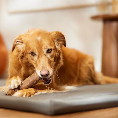 Show full view: Canine's Choice DogLicious 8" Beef Flavor Rolls Rawhide Dog Treats, 2 count slide 5 of 7