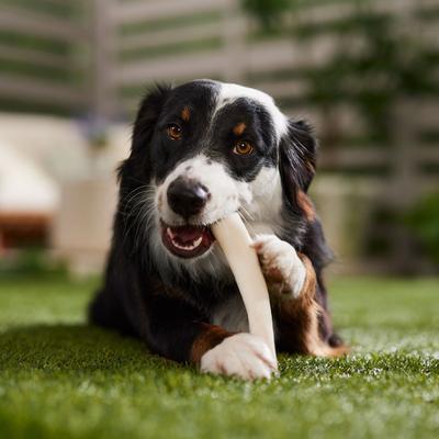 Show full view: Canine's Choice DogLicious 8" Natural Rawhide Rolls Dog Treats, 4 count slide 5 of 6