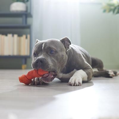 Show full view: Canine's Choice DogLicious Chicken Flavor Bone Rawhide Dog Treat, 7" slide 5 of 6