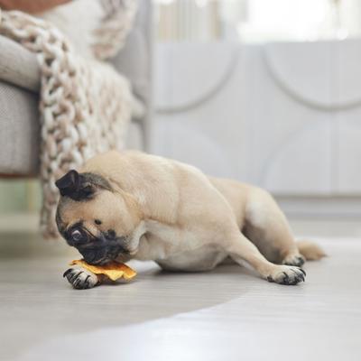 Show full view: Canine's Choice DogLicious Chicken Flavored Chips Dog Treats, 1-lb bag slide 5 of 7