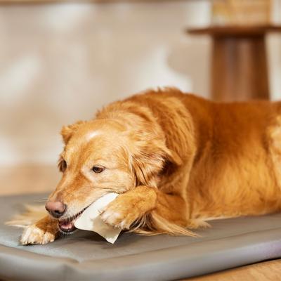 Show full view: Canine's Choice DogLicious Natural Rawhide Chips Dog Treats, 1-lb bag slide 5 of 6