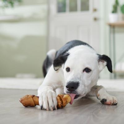 Show full view: Canine's Choice DogLicious Peanut Butter Flavor Bone Rawhide Dog Treat, 6 - 7 inches slide 5 of 6