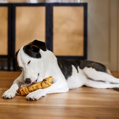 Show full view: Canine's Choice DogLicious Peanut Butter Flavor Bone Rawhide Dog Treat, 8 - 9 inches slide 5 of 6