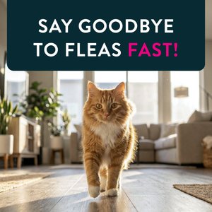 Capstar Flea Oral Treatment for Cats, 2-25 lbs, 6 Tablets