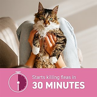 Capstar Flea Oral Treatment for Cats, 2-25 lbs, 6 Tablets slide 5 of 9