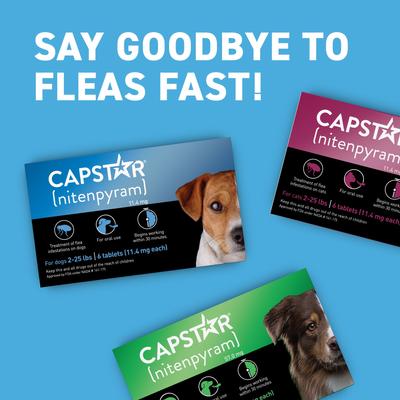 Show full view: Capstar Flea Oral Treatment for Dogs, 2-25 lbs, 12 Tablets slide 9 of 14